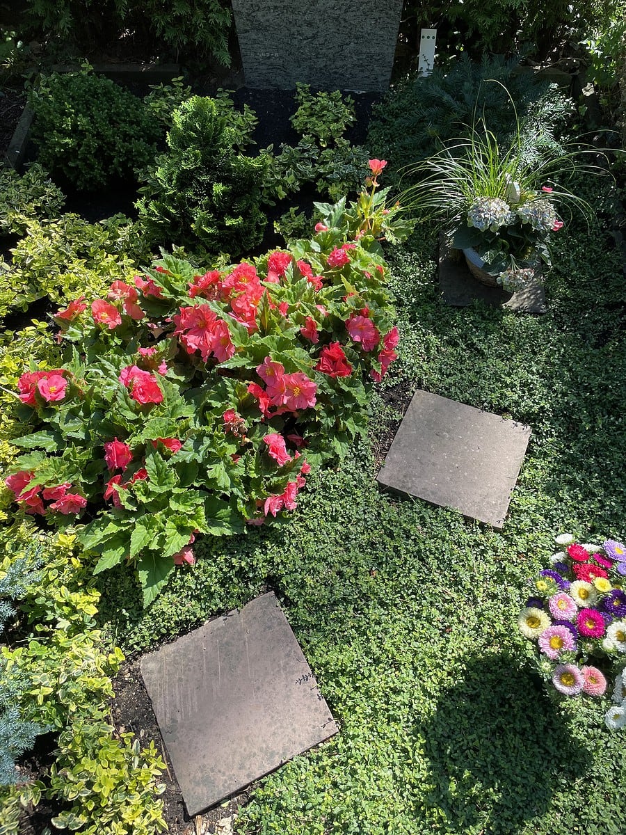1 Grabgestaltung Sommer
Knollenbegonien in Pink