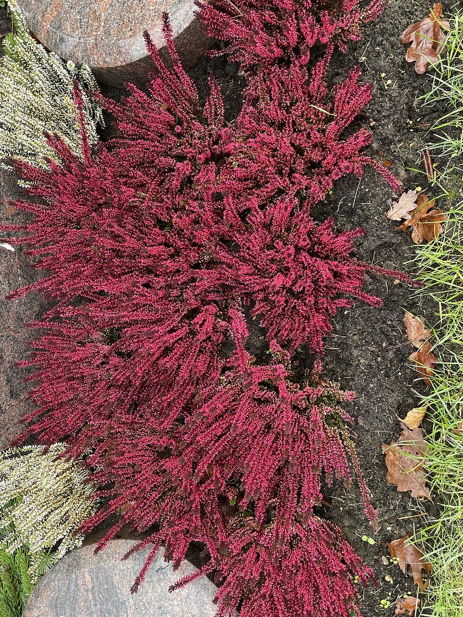 Wir gestalten Ihren Garten im Raum Hamburg!