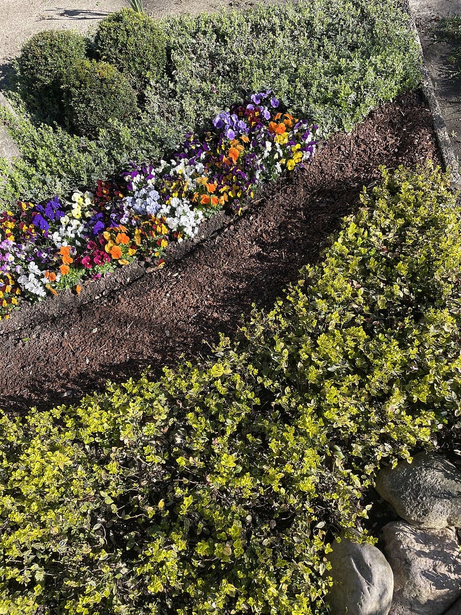 2 Grabgestaltung Frühjahr Buntes Beet Hornveilchen