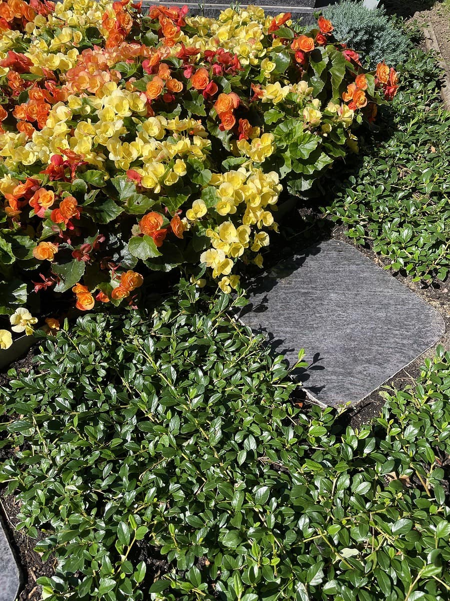 3 Grabgestaltung Sommer
Freilandbegonien in Gelb und Orange