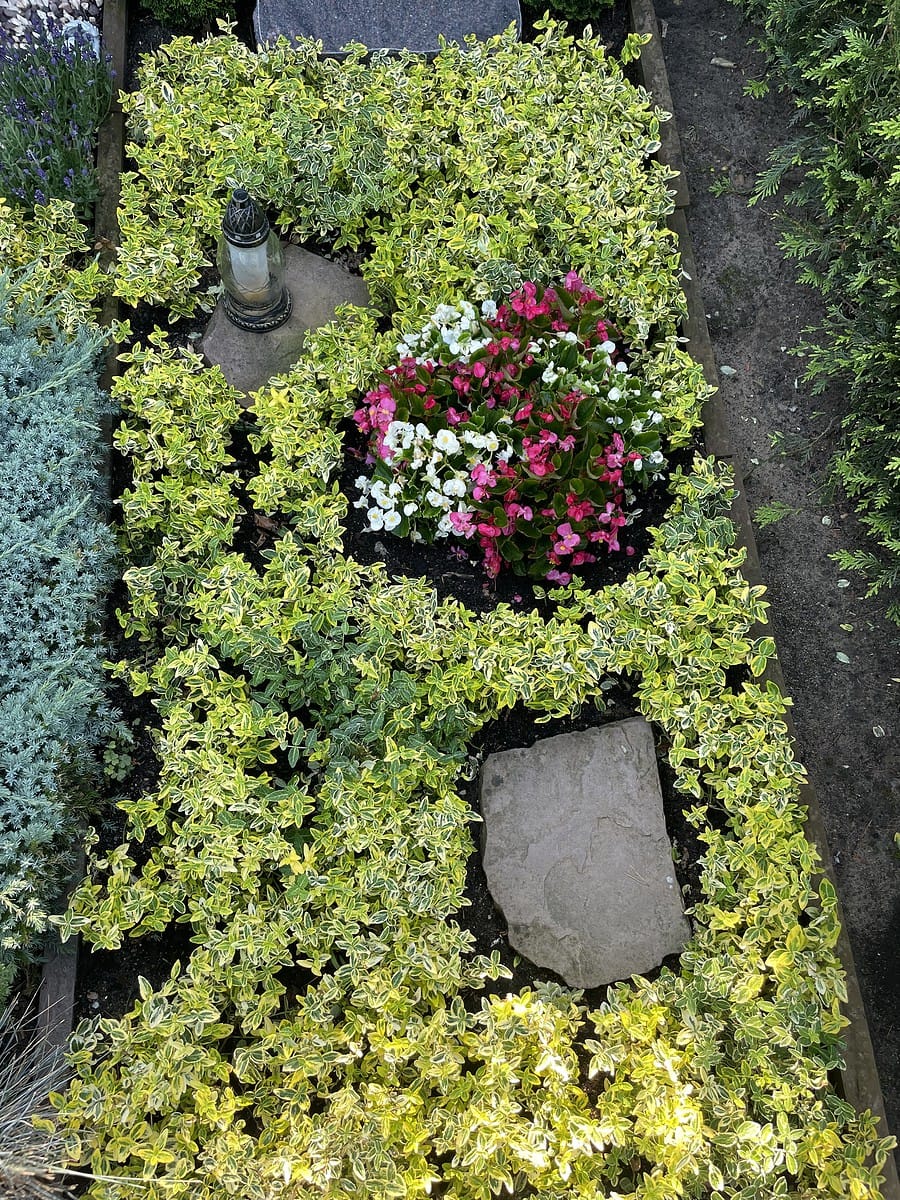6 Grabgestaltung Sommer
Eisbegonien-Beet
Kreis