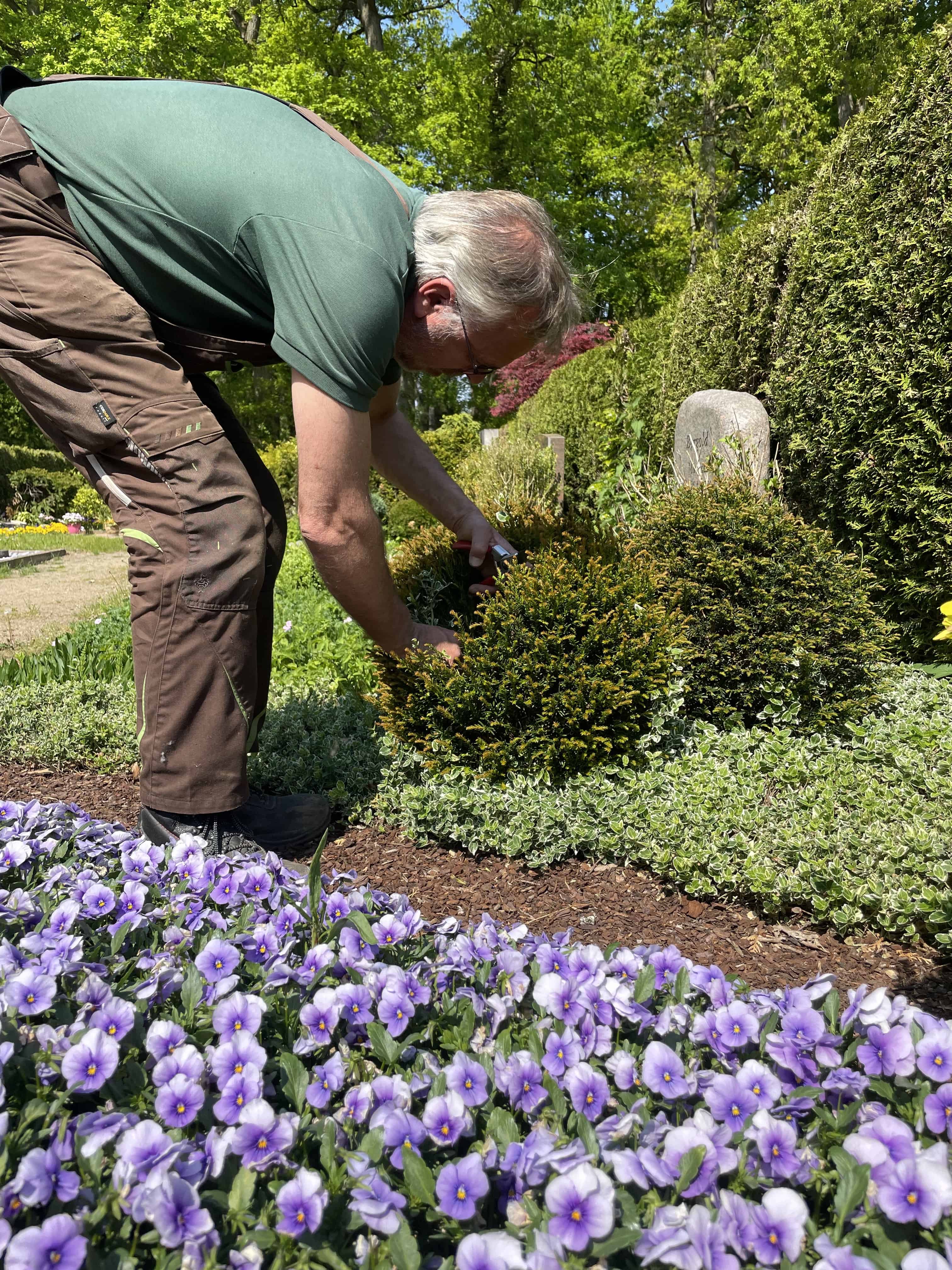 Unser Angebot: Rosa Hortensien für Ihren Garten